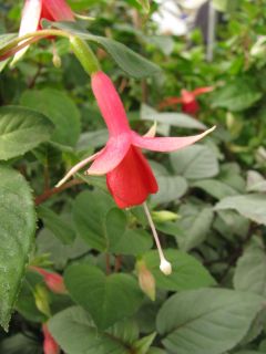 Fuchsienbild Frauke 01